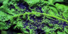 Свекловичная листовая тля