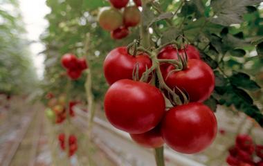 Овощные культуры