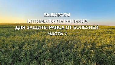 Выбираем оптимальное решение для защиты рапса от болезней. Часть 1