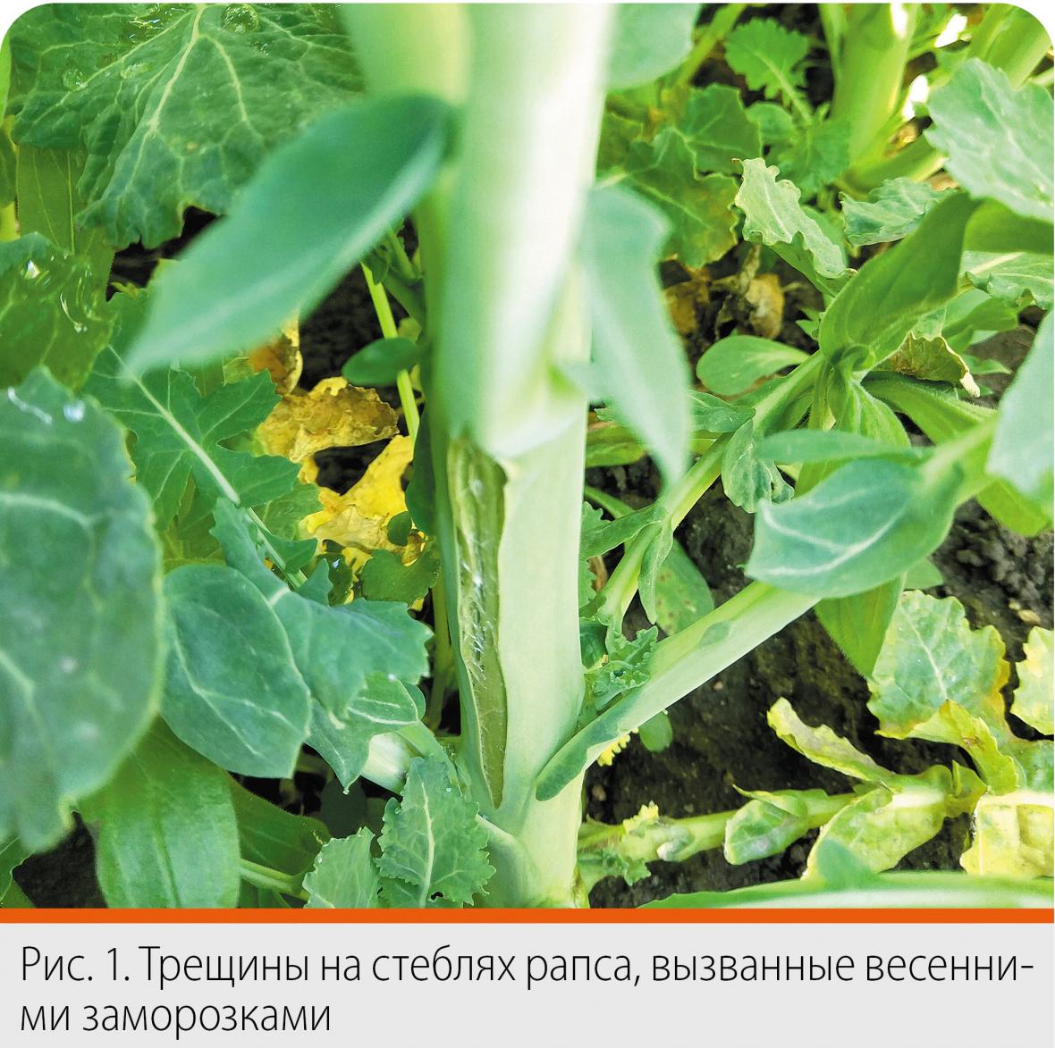 стебли рапса