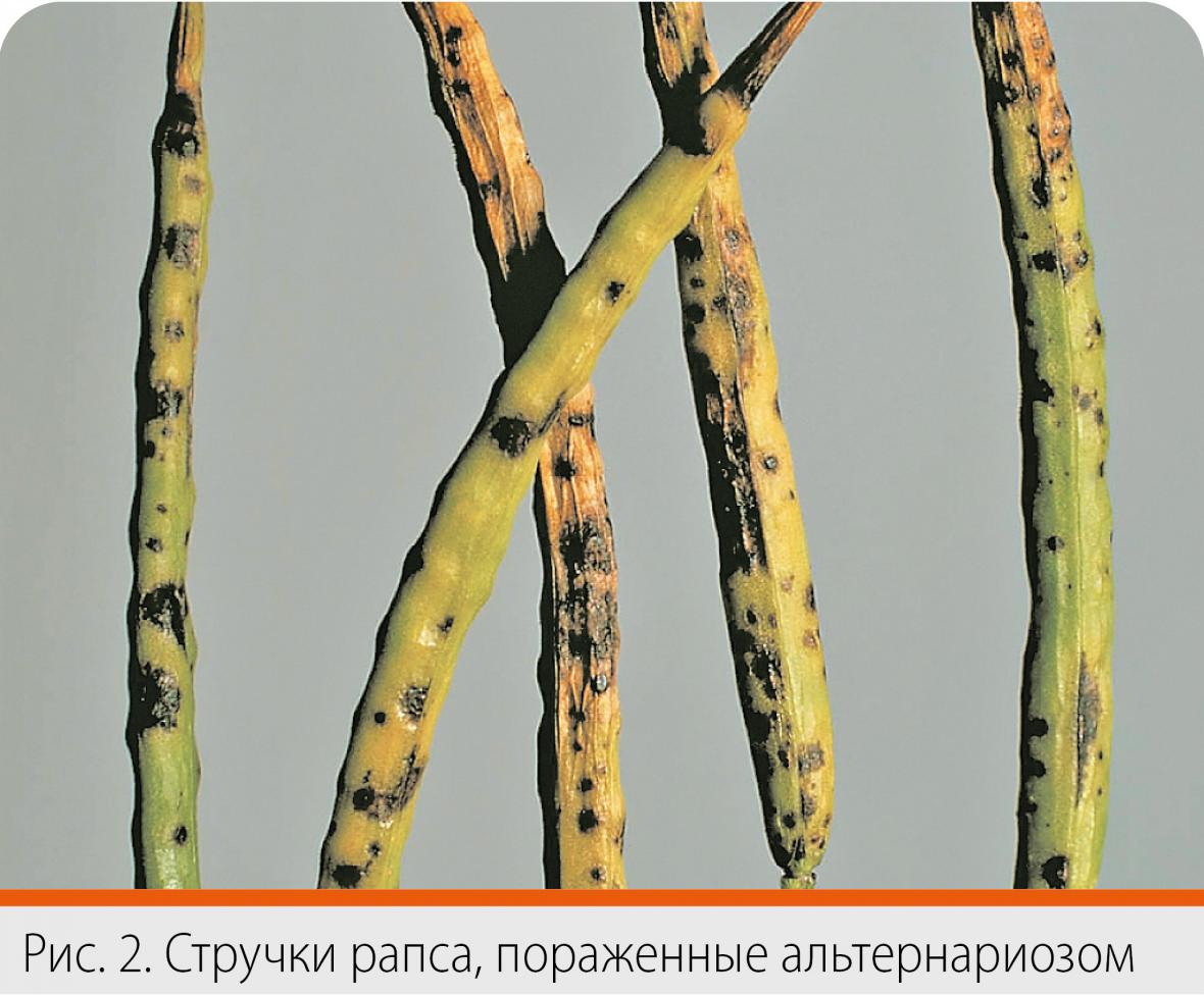 альтернариоз - стручки рапса