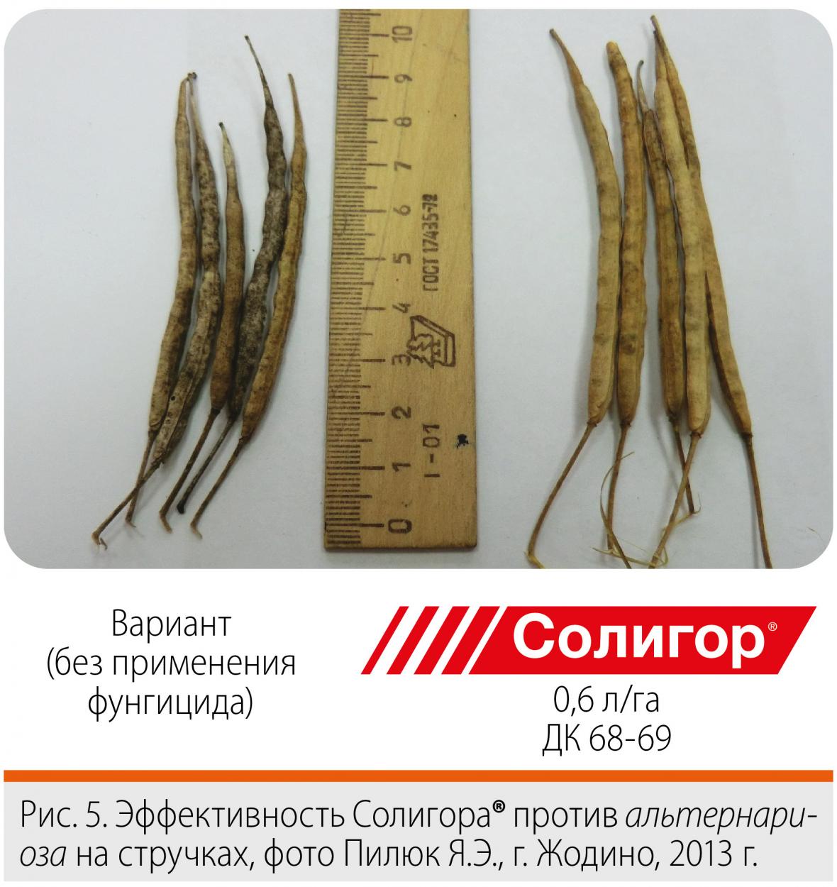 эффективность солигора