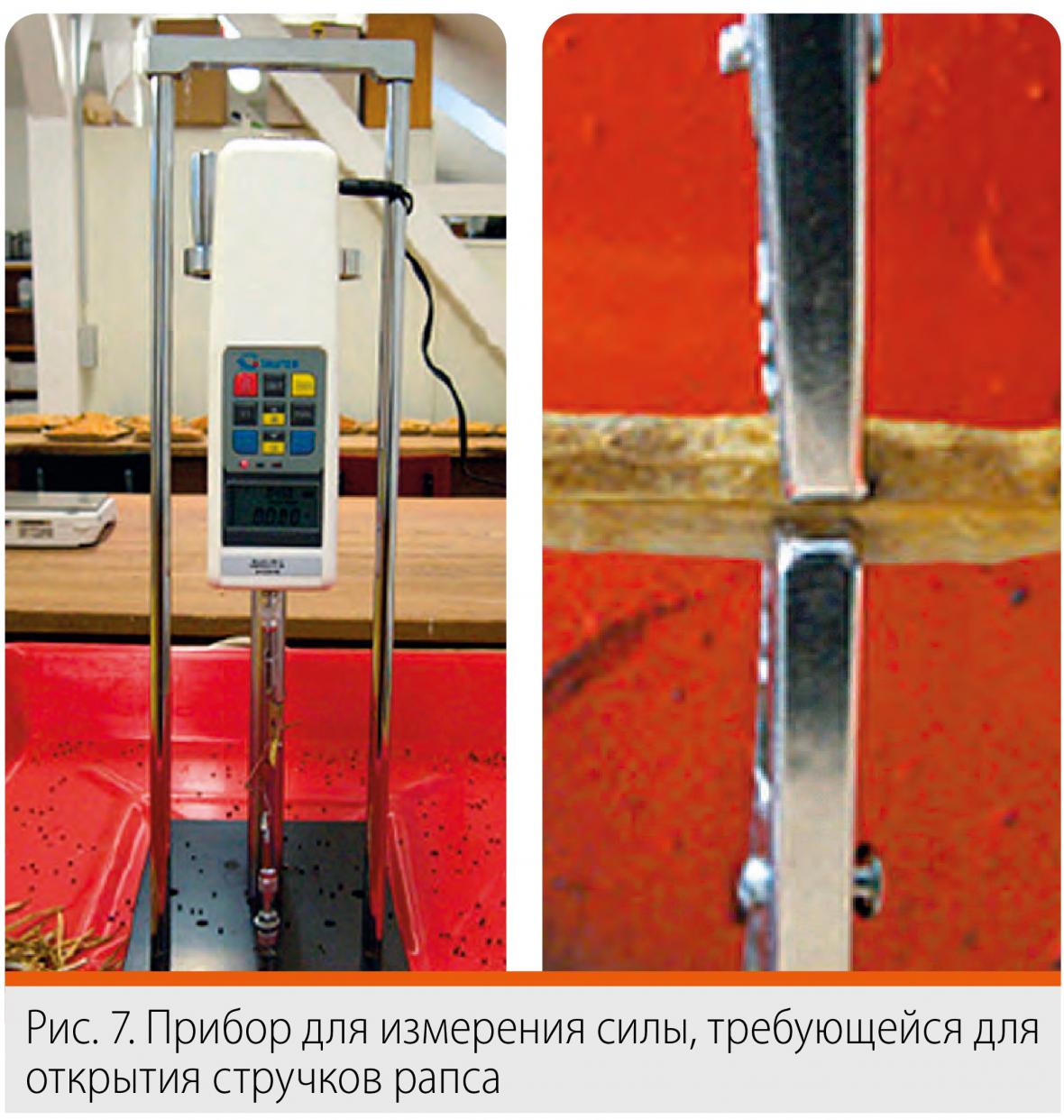 стручки рапса