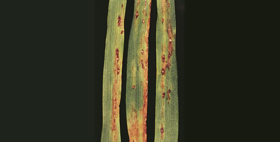 красно-бурая пятнистость