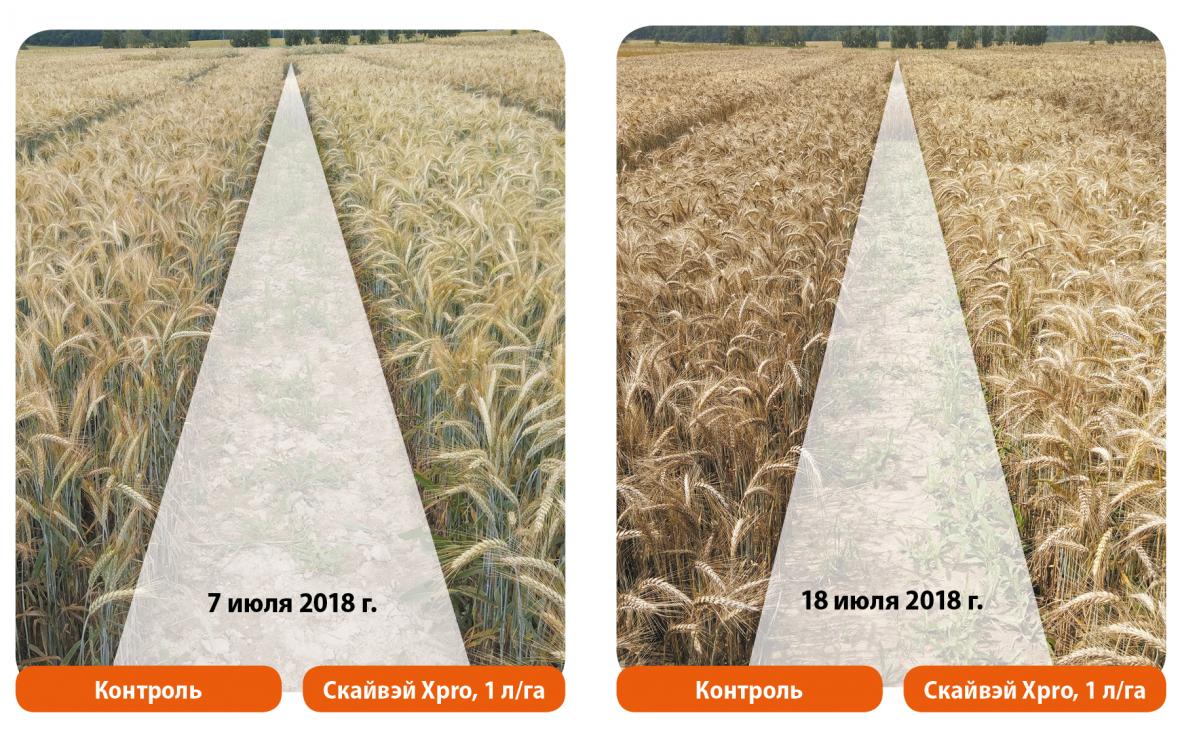 фунгицид скайвэй xpro