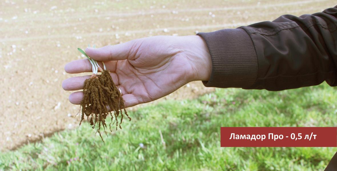 Ламадор Про применение 