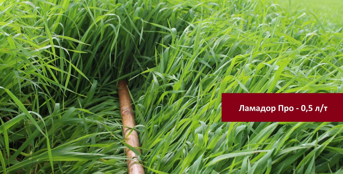 Ламадор Про 0,5 л/т