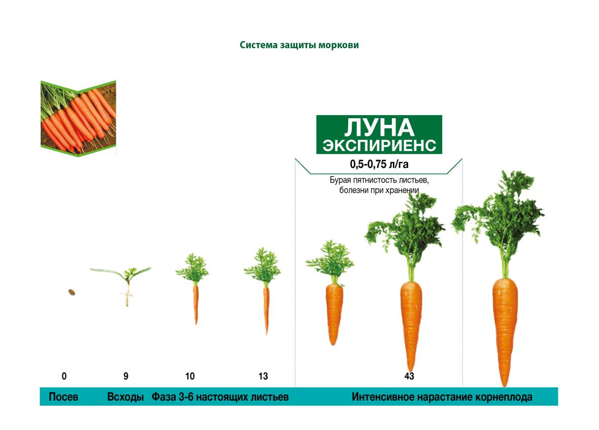 защита моркови